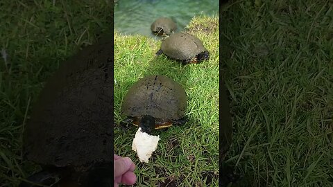 Hand Feeding Wild Turtles #shorts