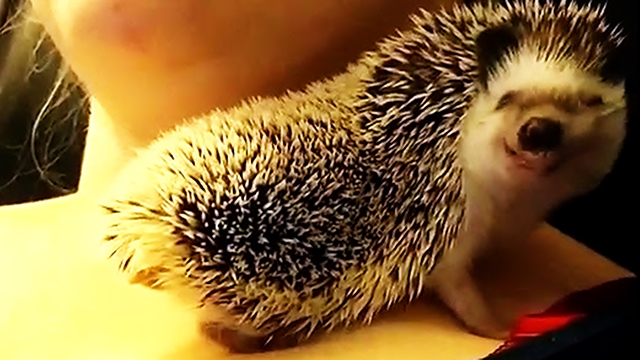 Hedgehog flashes adorable smile during snuggle time