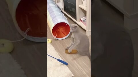 Her first time with catnip 😹❤️