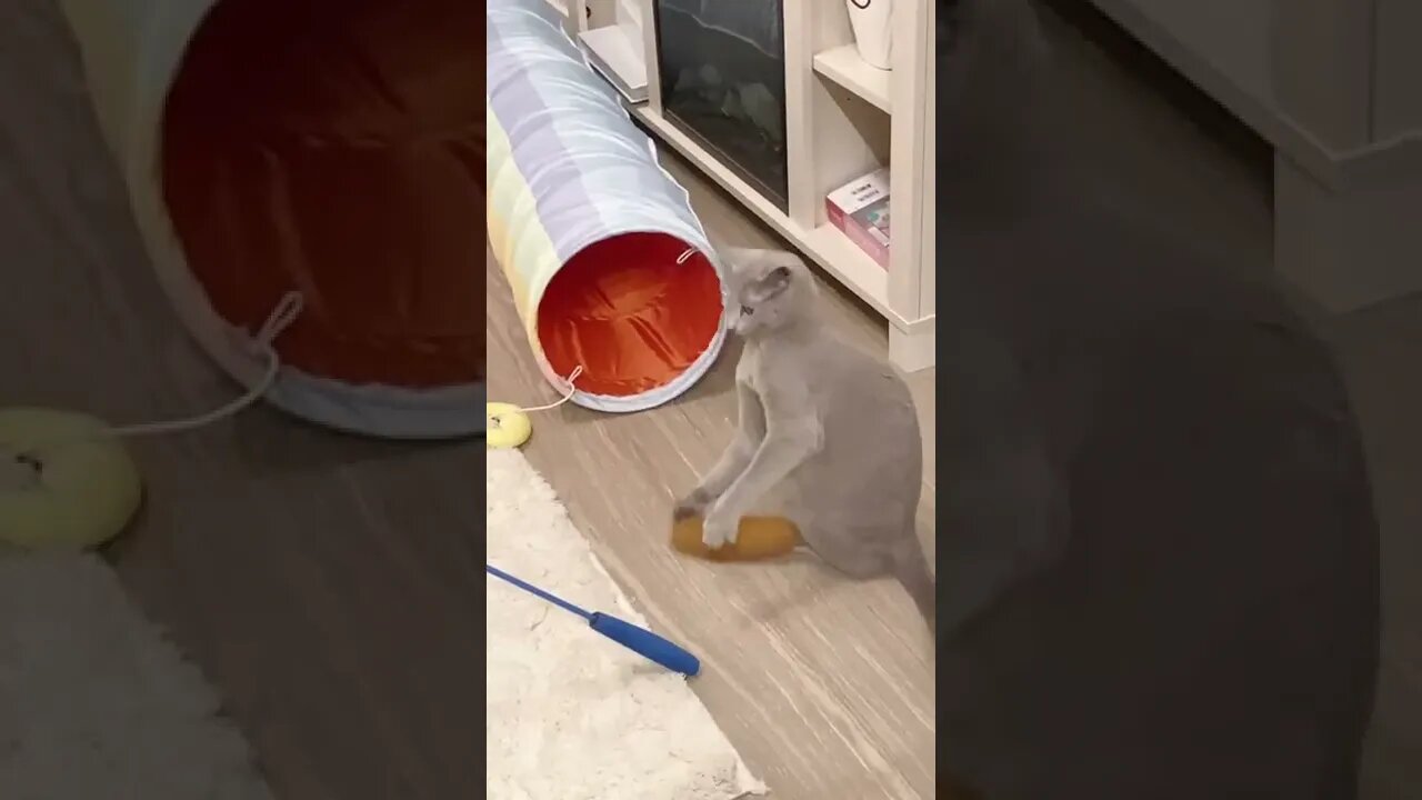 Her first time with catnip 😹❤️