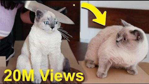 Cat Reaction to Cake that is similar to cat | Cute and Funny Cat Video