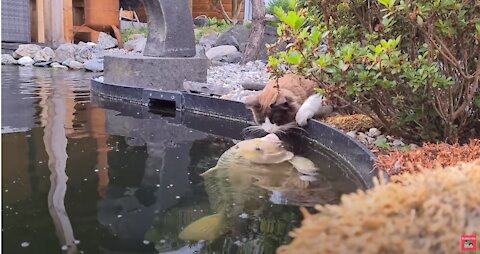 Cute Cat At The Koi Pond (Kissing and Touching Fishies)