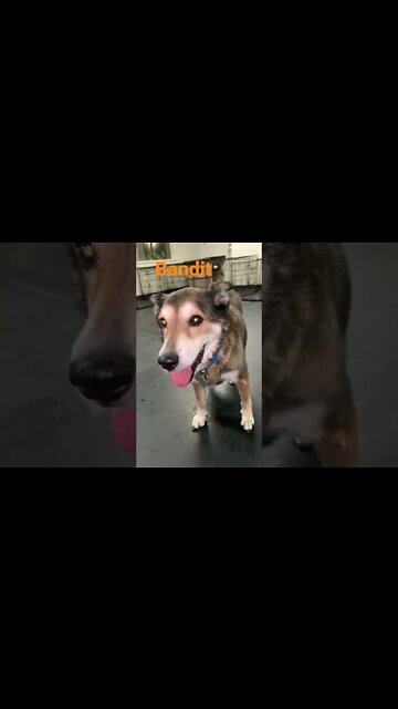 [Shorts 0131] BANDIT [#dogs #doggos #doggies #puppies #dogdaycare]
