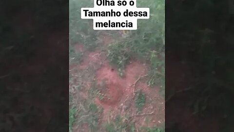 olha só o tamanho dessa melancia