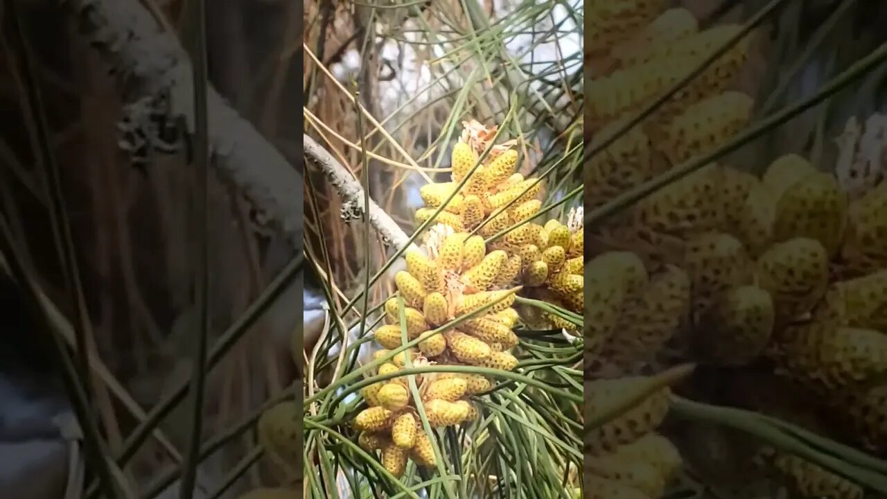 Pine tree looks like it has a colony of creatures living on it #shorts