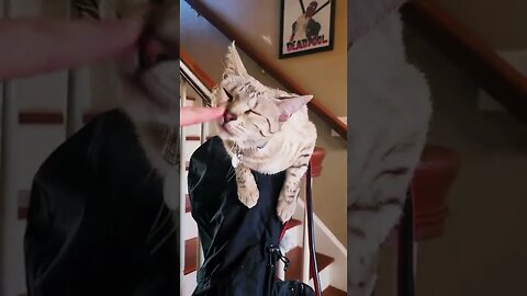 catnip 🤣