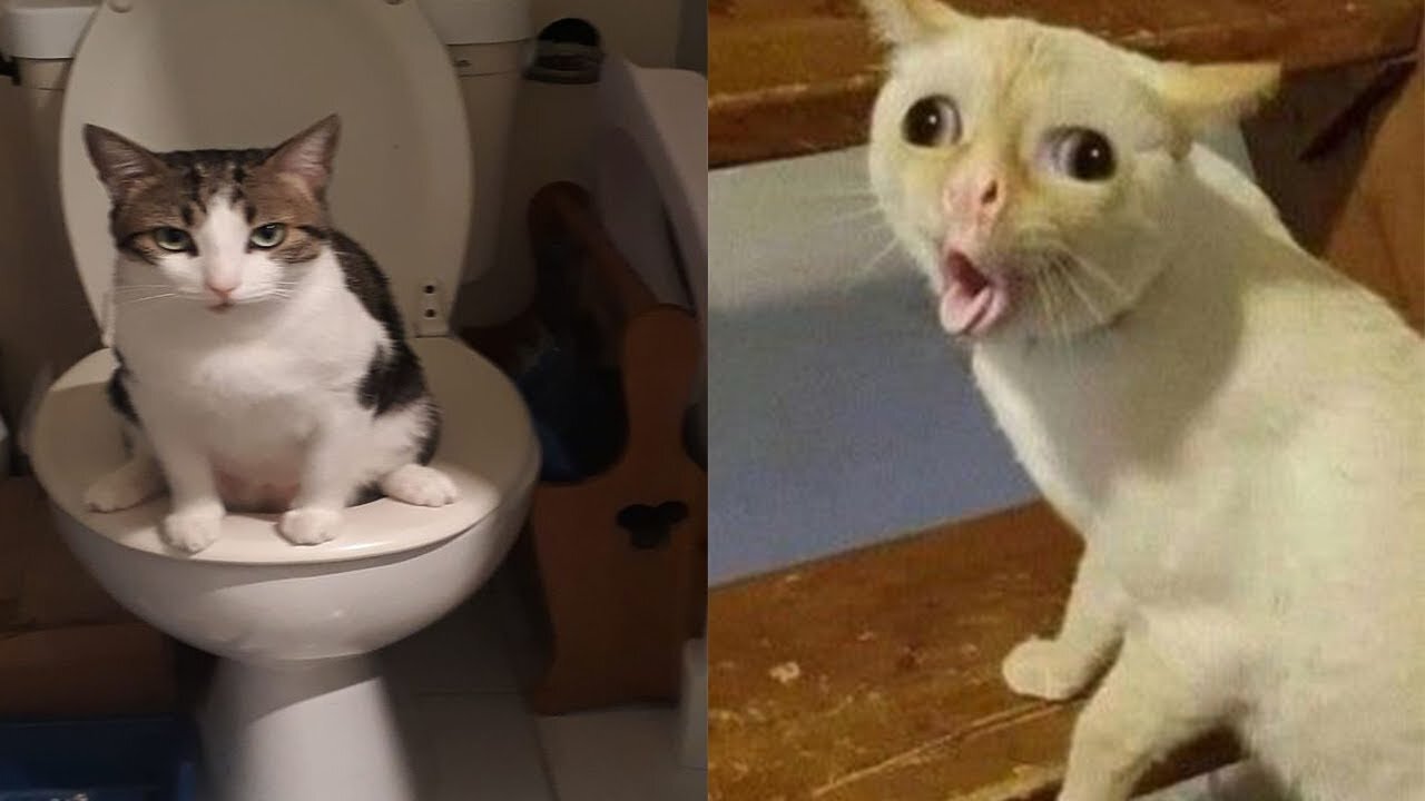 funny cats