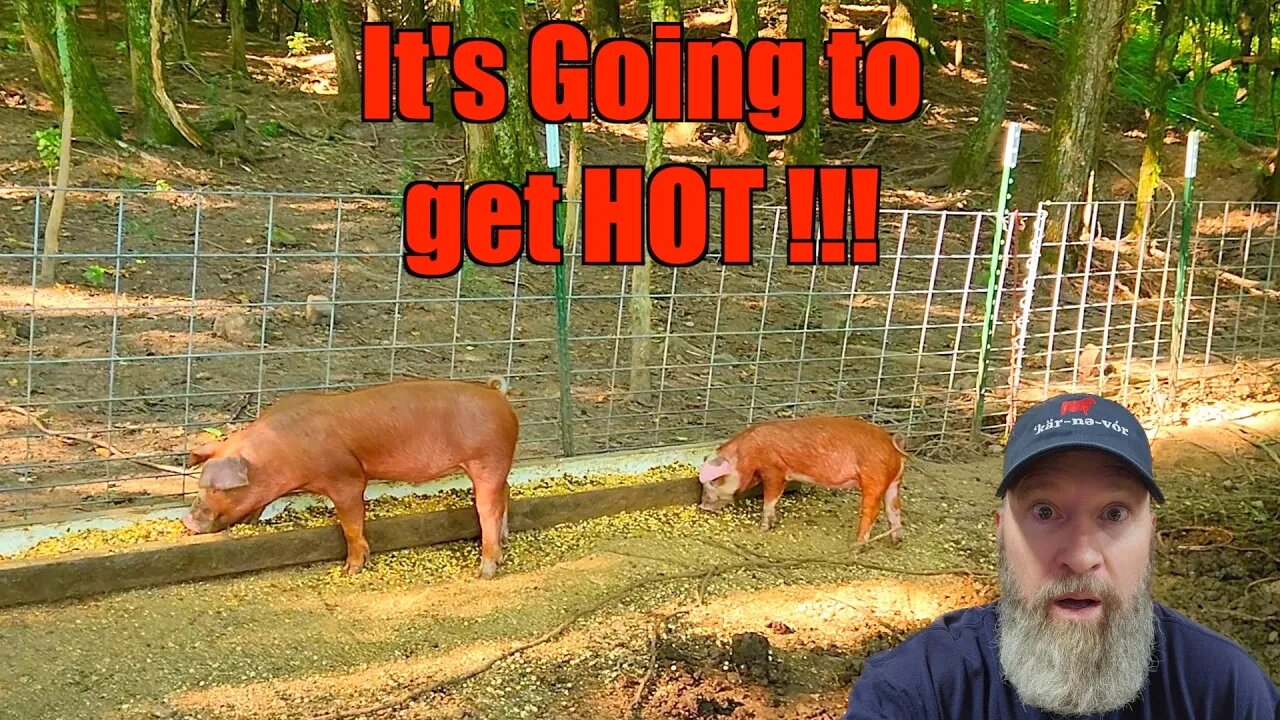 How to Keep Your Pigs Cool When it's HOT!!! @UncleTimsFarm