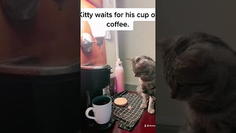 Kitty waits for cup of coffee.