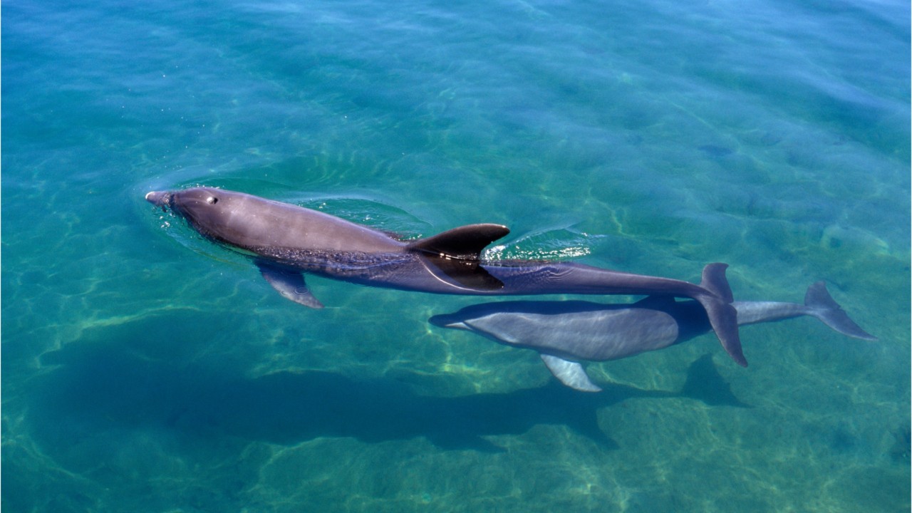 Are Robotic Dolphins The Future Of Aquariums?