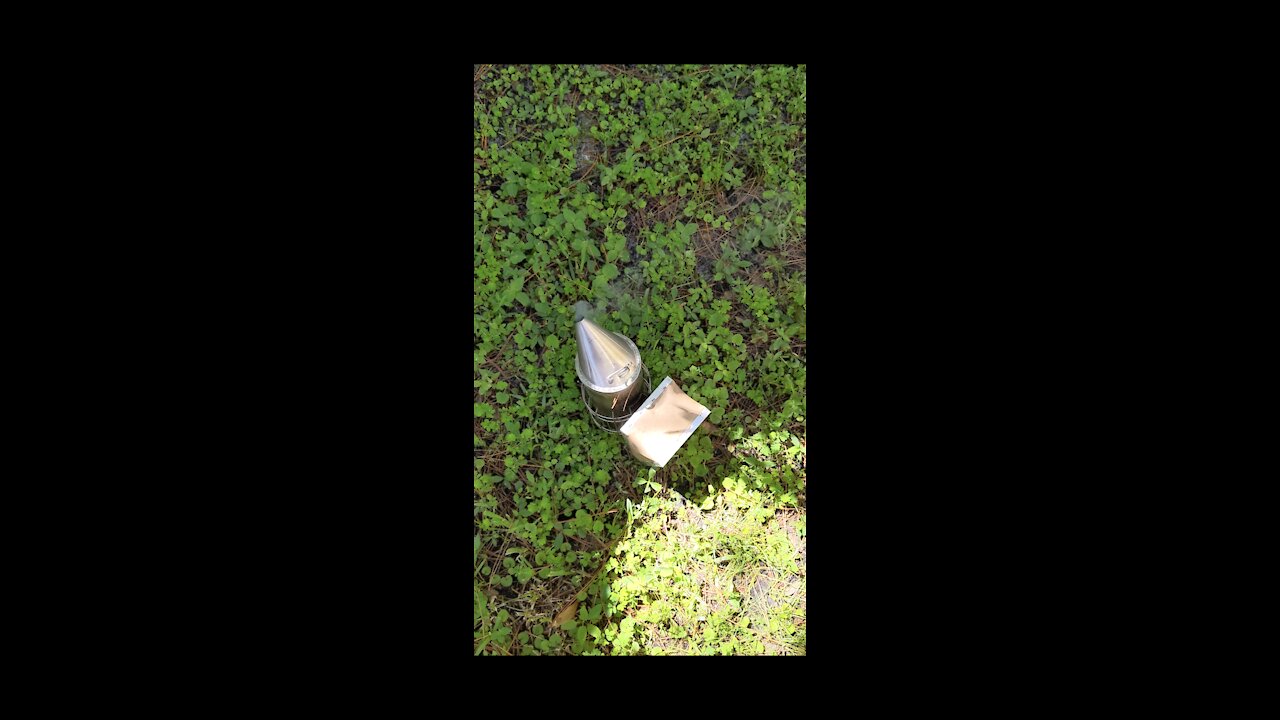 Bees Camp Out at Neighbor's Home, Then Move On