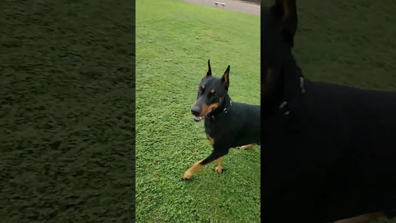 Doberman LOVES Park Time! 🐕❤️ #dobermanpinscher #doberman #dobermanpinschers #dobermanlove #dobie