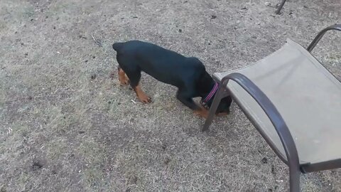 Rottweiler - Eddie & Faye Had Their Oatmeal Baths. Faye Is Looking Good!