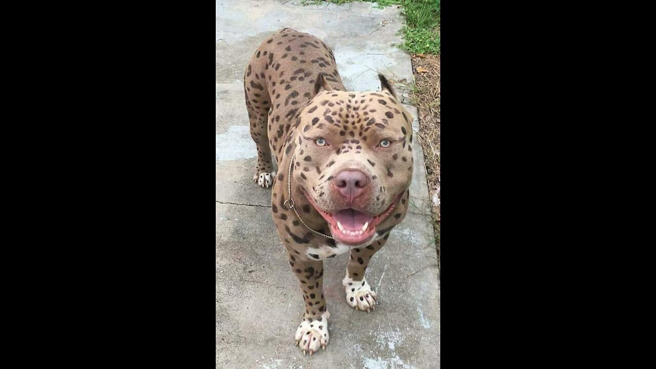 Leopard pitbull