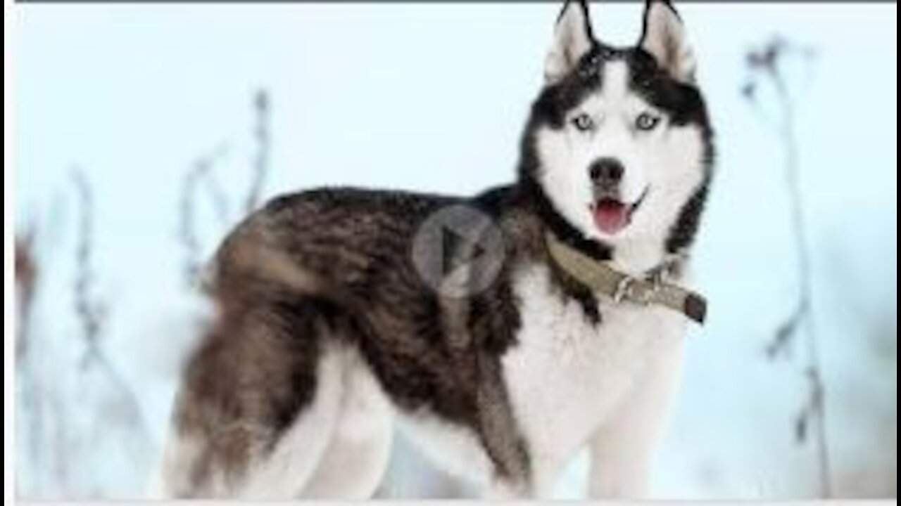 Siberian husky __ Dangerous breed of Dogs __ #dog #rumblevideos | cutest overloaded |