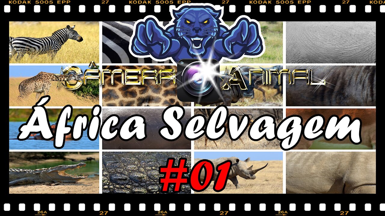 Wild Africa #01 |2021