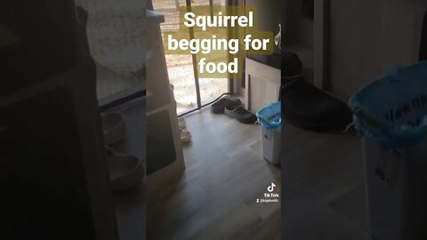 Squirrel begging for food at our door