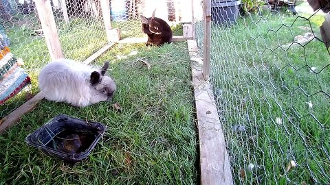 The Rabbit City - @JayDyer Talking about Vatican 2