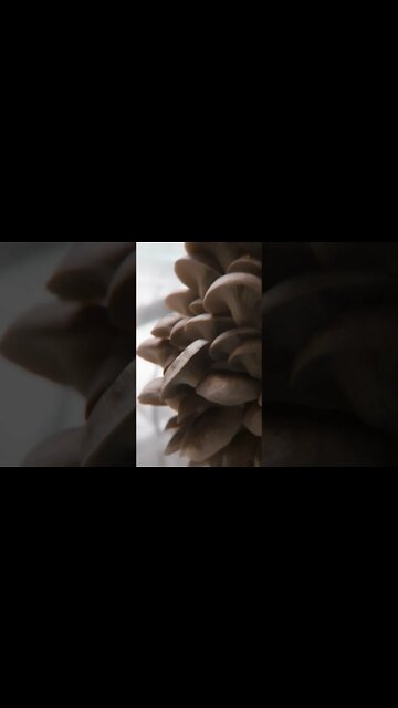 mushroom farming #shorts