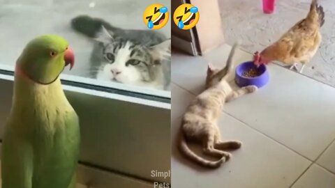 Best 2022 Funniest Animals || Funny Animal videos Compilation of 2022 || Comedy Videos