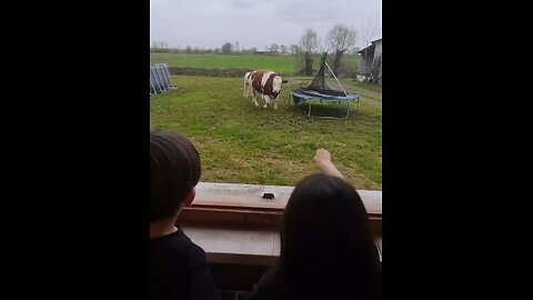 The happiness of the cow when it sees its favorite cookie! 🤗