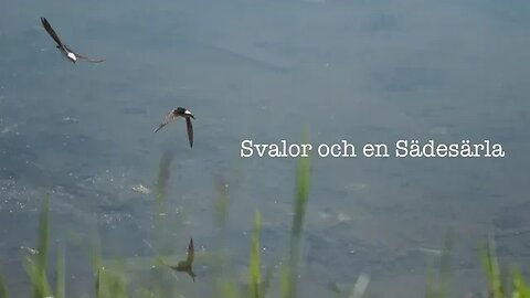 Svalor och en Sädesärla