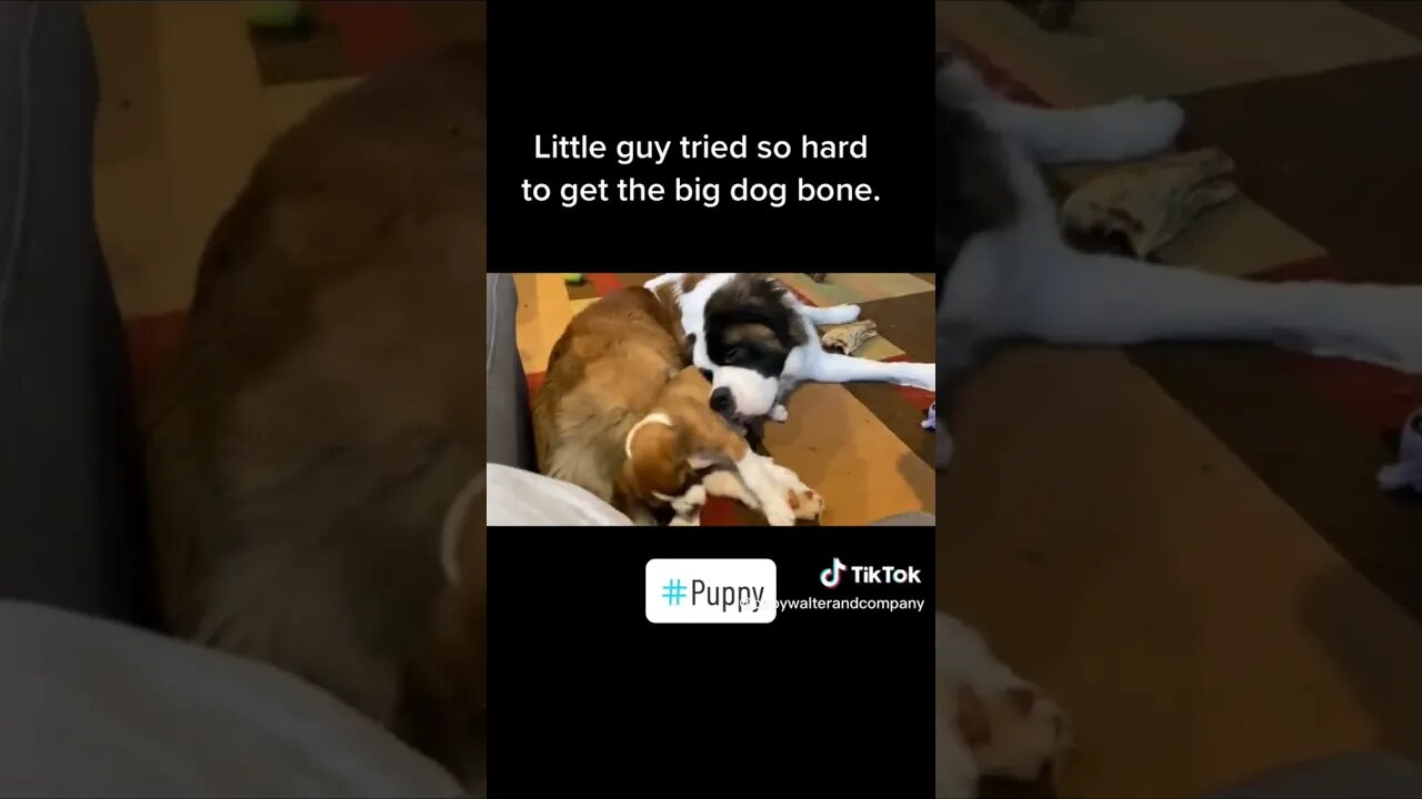 Puppy tries to steal his brother's bone. #dog #puppy #cute #brothers #funny