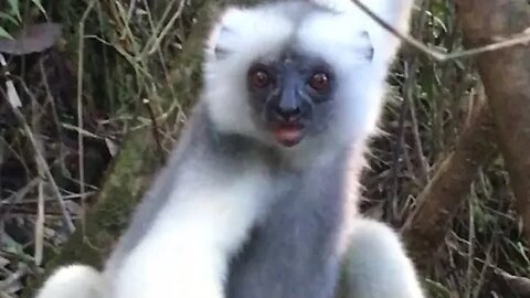 Silky sifaka, Marojejy, Madagascar