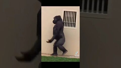 Gorilla Raining Walk 🤣 act normal Bro 🤣 #shorts #funny