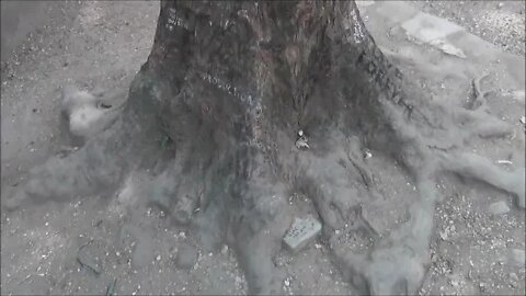 Graffiti Tagged Tree