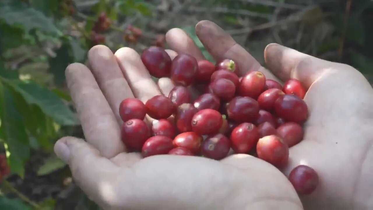 Come and enjoy some hot Yunnan coffee in this winter afternoon