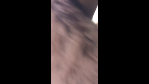 Browny as a Pup surfing 🏄🏼‍♀️ out car 🚘😂💯