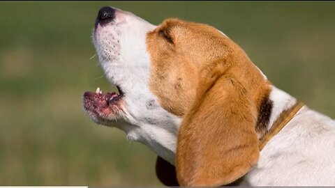 dog barking videos compilation 2023 Dog barking sound - Funny dogs