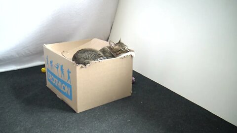 Cat Wants to Eat from a Box
