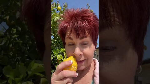 Lemon tree 🍋!