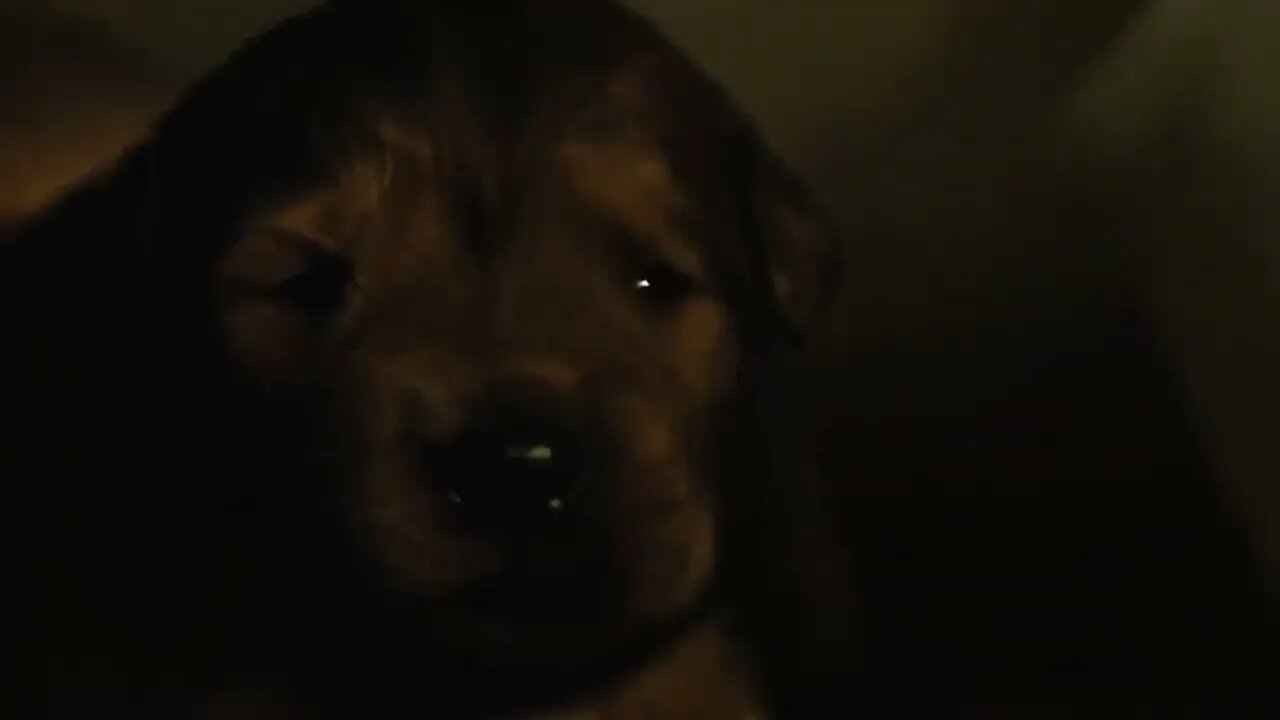 The Stray Dog Saved A Stray Cat, And When It Grew Up, It Found Out That It Was A Gouger74 1