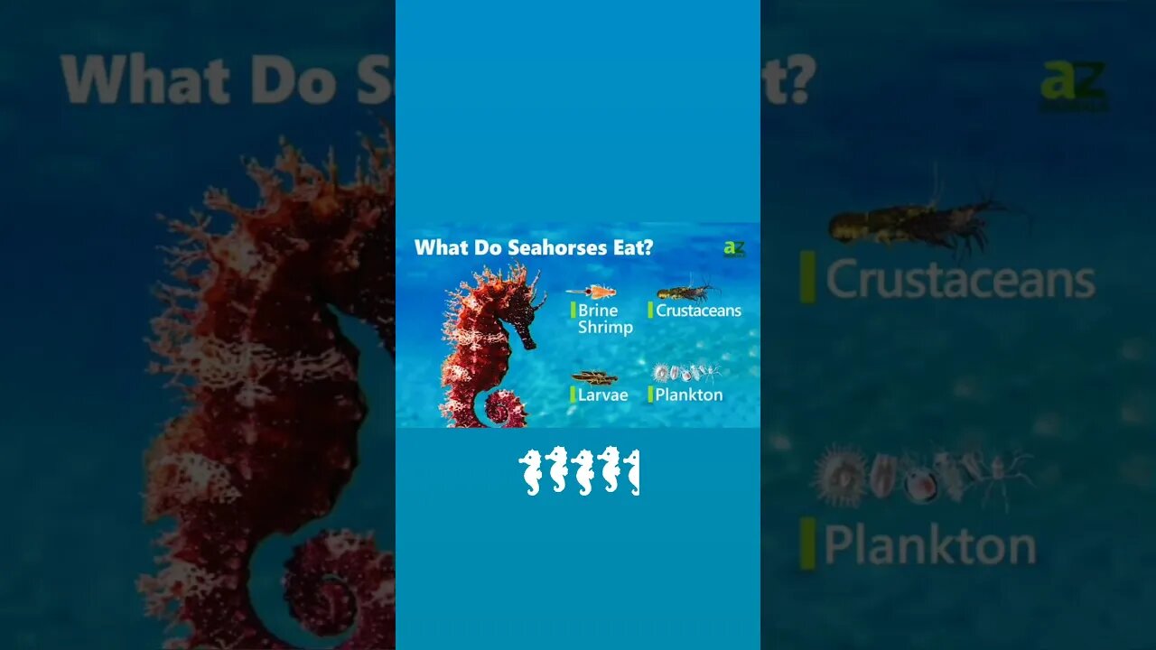 what seahorse eat