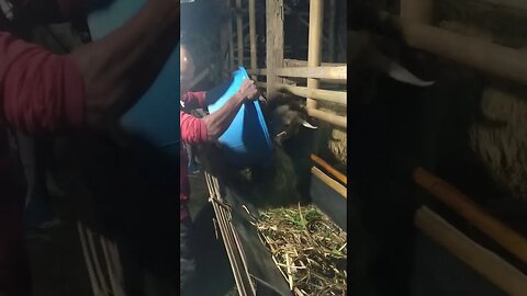 MAKAN MALAM DENGAN SILASE RUMPUT GAJAH #shortvideo #ternakdomba #budidayadombagibas