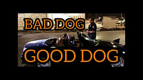 BAD DOG is UNCAGED & off LEASH with a LiL KIBBLE and no BITS when A PEOPLE'S PRESSER RISES up AGAIN🙊