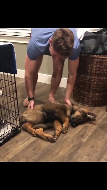 Super tired puppy needs to be dragged into crate for bedtime