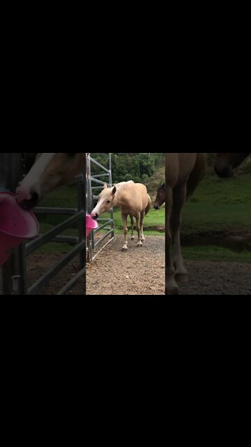 Palomino Brumby sniffing around for food