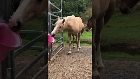 Palomino Brumby sniffing around for food