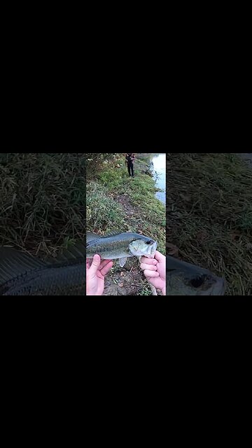 whopper plopper nails a pond large!