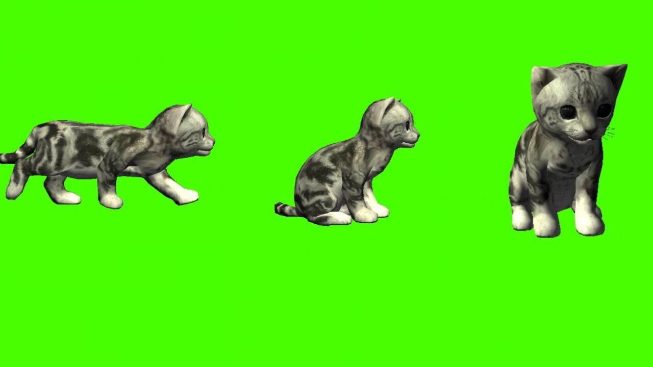 cat green screen video | 3d cartoon cat green screen animation video
