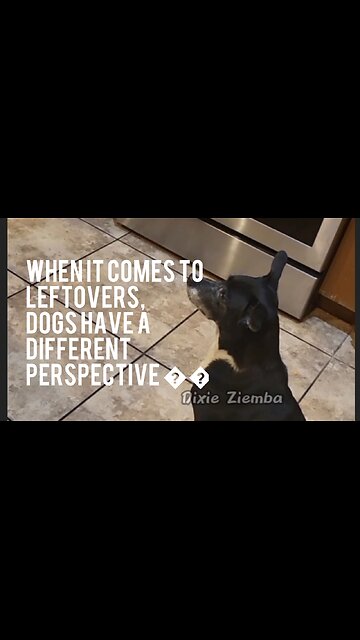 When it comes to leftovers, dogs have a different perspective 🐶