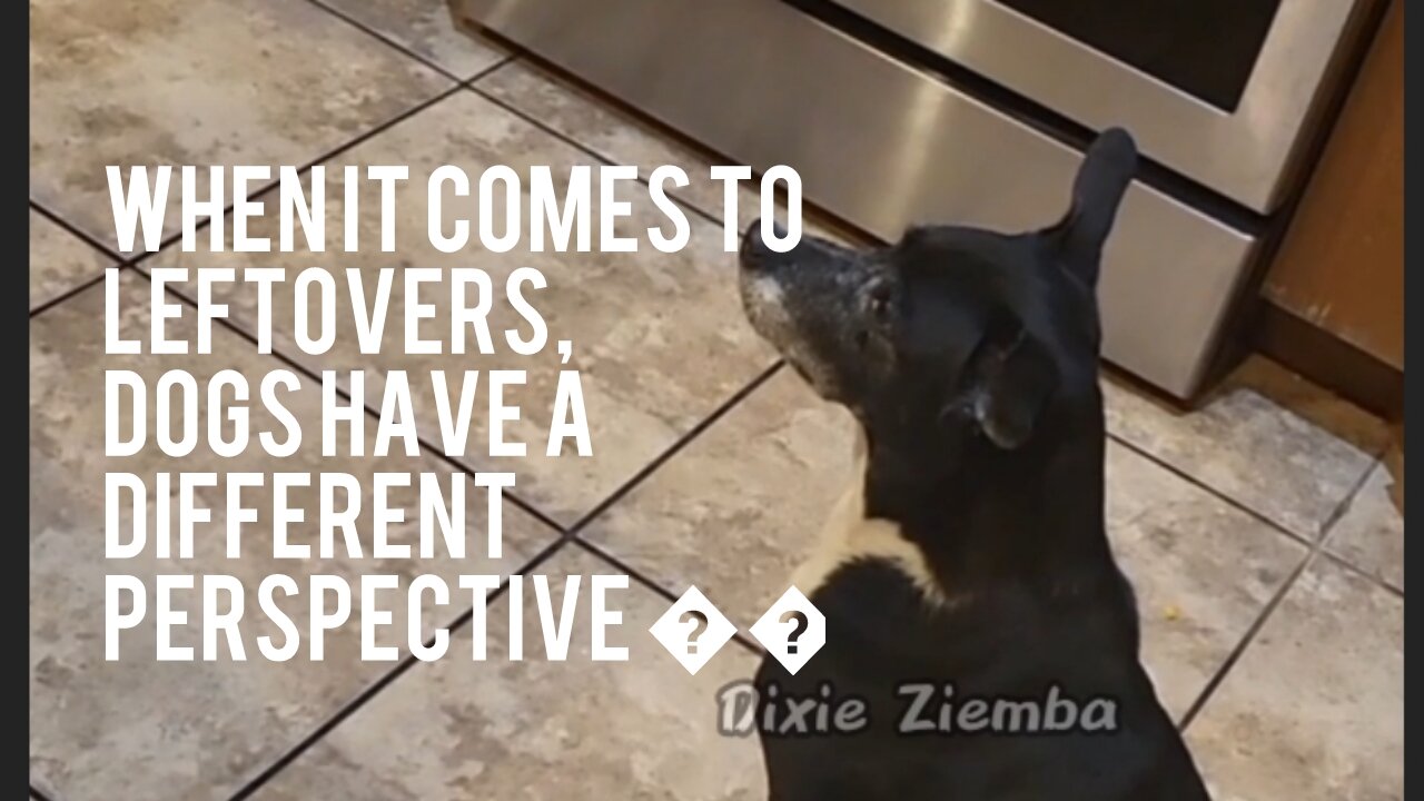 When it comes to leftovers, dogs have a different perspective 🐶