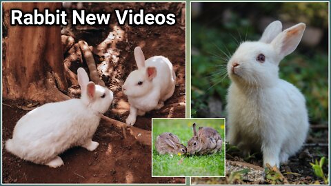 Funny and Cute Baby Bunny Rabbit Videos - Baby Animal Video Compilation Viral (2022)