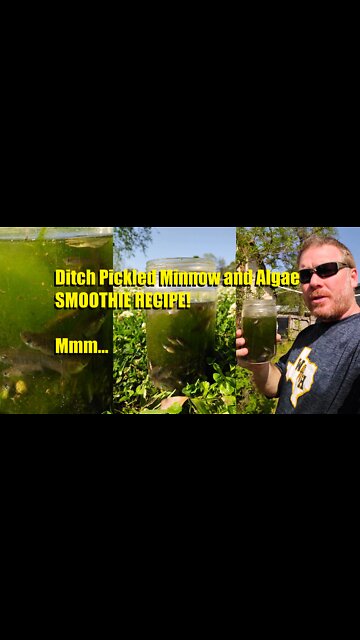 Ditch Pickled Minnow and Algae Smoothie Recipe... A Sushi lovers dream