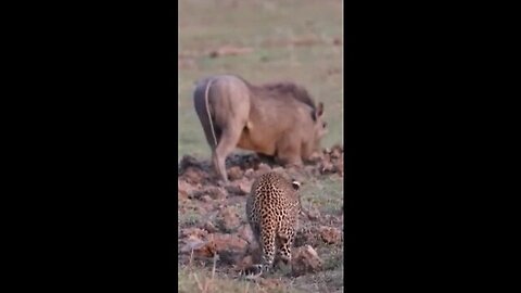 amazing animal