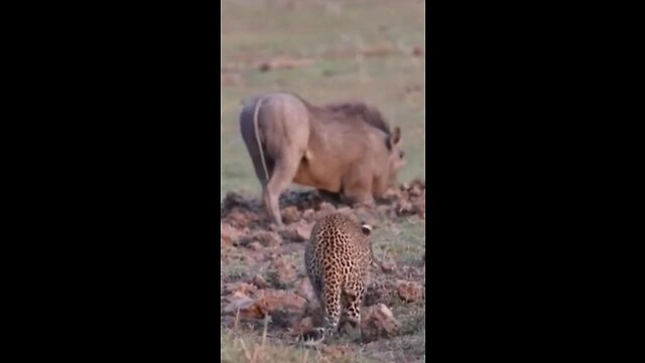 amazing animal